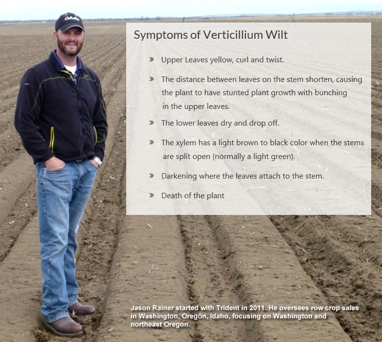 Symptoms of Verticillium Wilt