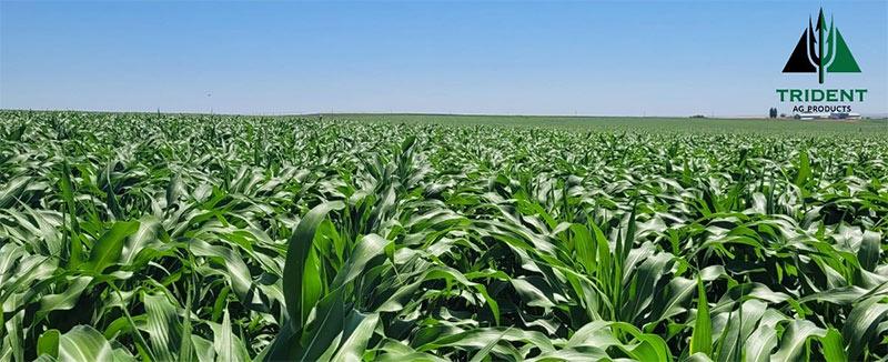 Vibrant Corn Field in Low-Rate Chloropicrin Trial