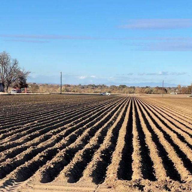 Idaho Sugar Beet Trial is Underway
