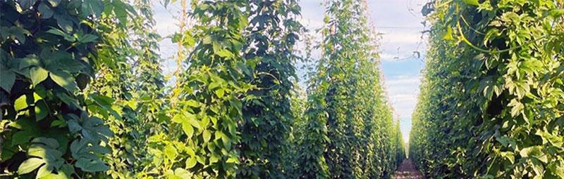 Supporting PNW Hop Growers for 40 Years