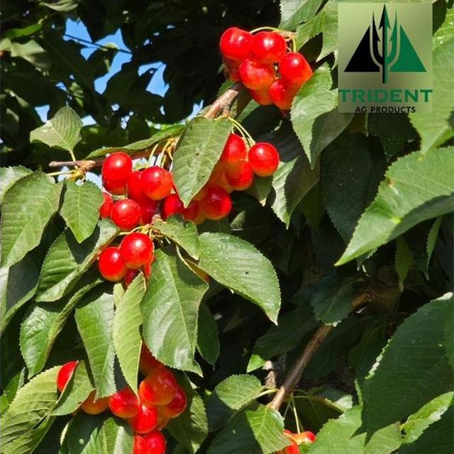 PNW Cherries Looking Strong This Season