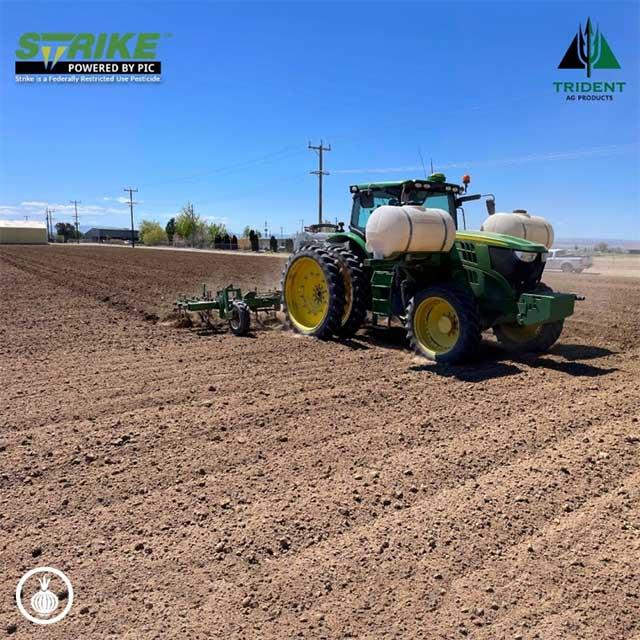 Soil Fumigation Helps Manage Risks for Onions