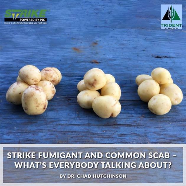 Strike Fumigants & Common Scab | Dr. Chad Hutchinon