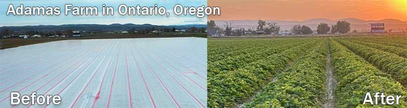 Strawberries | Adamas Farm in Ontario, Oregon