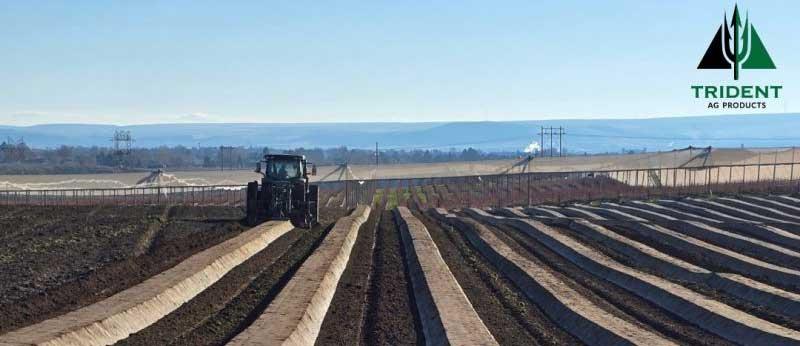 Blueberries | Washington State